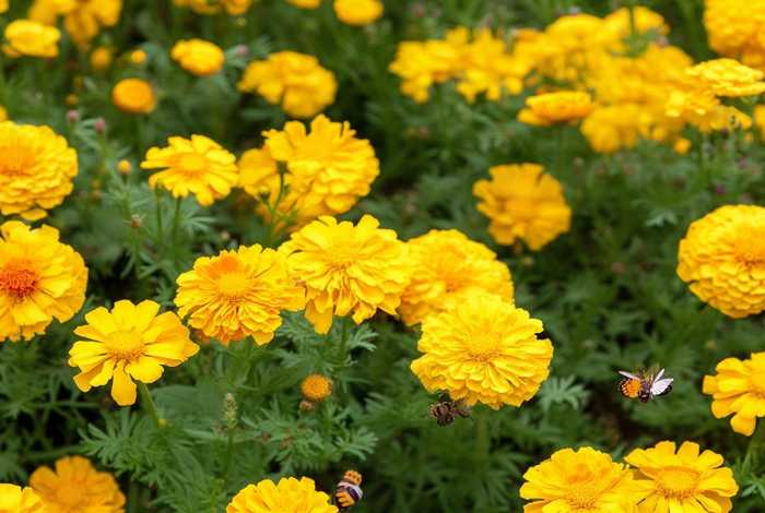 金盏花俗名；金盏花别名叫什么