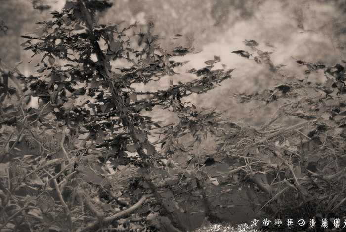 袁隆平禾下乘凉梦的故事 - 袁隆平禾下乘凉梦的故事简短100字左右