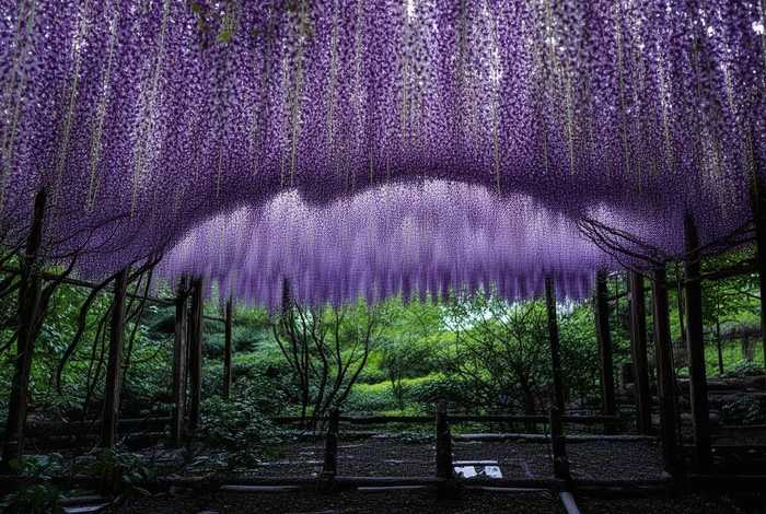 紫藤花的历史；紫藤花的历史来源