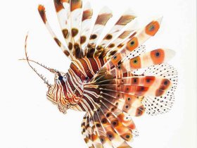 非遗中国陵川钢板书 - 陵川县非物质文化遗产名录