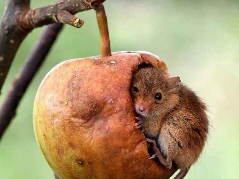 世界上有趣的冷知识 世界上有趣的冷知识图片 世界上有趣的冷知识 世界上有趣的冷知识图片