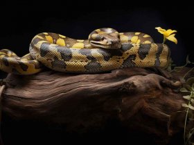 黄金蟒长什么样子？ 黄金蟒蛇长什么样子