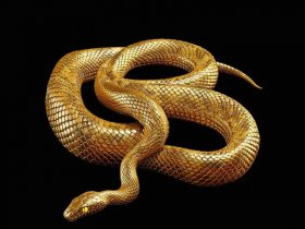 黄金蟒蛇视频大全 黄金蟒蛇视频大全集