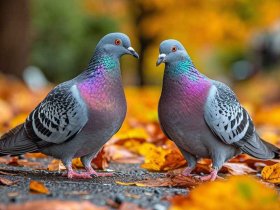 鸽子趣事奇闻感悟怎么写，鸽子趣事奇闻感悟怎么写三年级