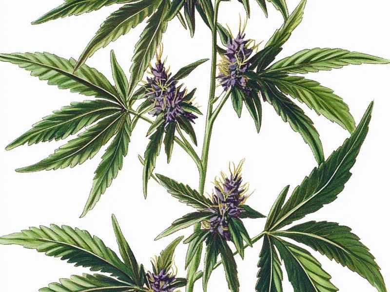 世界上的奇花异草视频 - 世界上的奇花异草视频大全