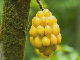 黄粄的由来是什么、黄荊是什么