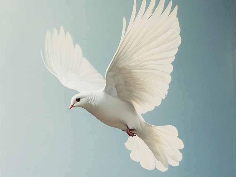 鸽子趣事奇闻感悟怎么写，鸽子趣事奇闻感悟怎么写三年级