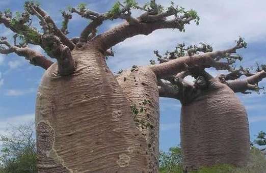 世界上储水量最大的树——瓶子树