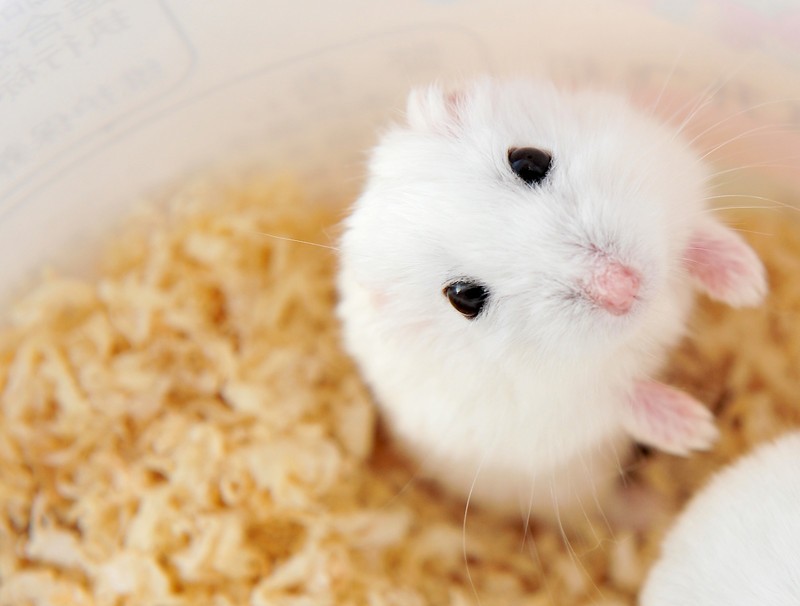 仓鼠-仓鼠饲养八大禁忌