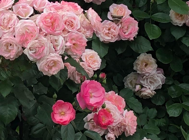 正月初五是几月几号