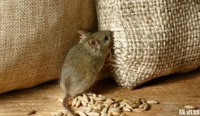 社会万象-老鼠嫁女儿的故事