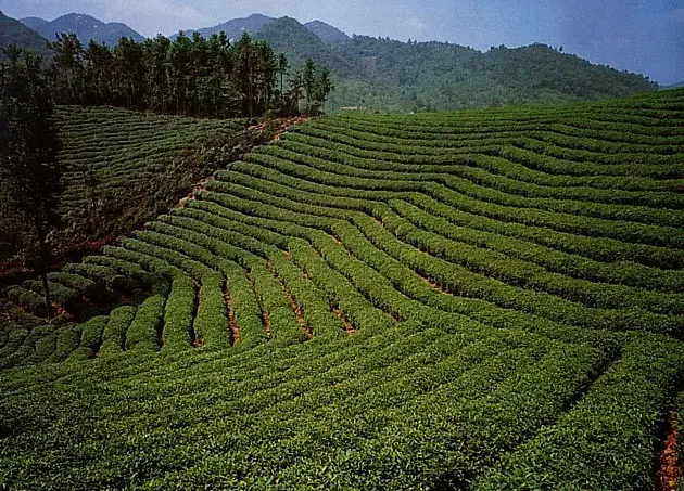 信阳毛尖-信阳毛尖属于什么茶