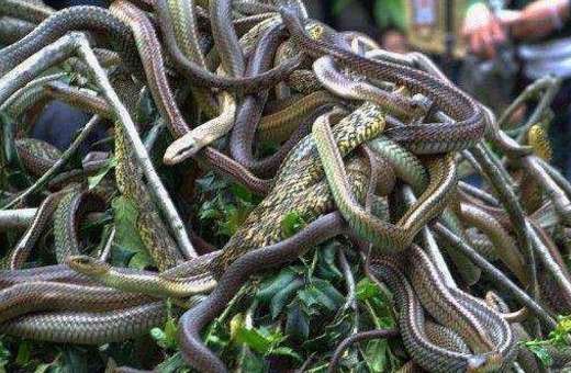 小岛-世界上最恐怖的蛇岛——巴西蛇岛