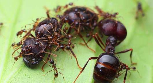 食蚁兽-军团蚁VS食蚁兽，谁能成为最后的赢家？