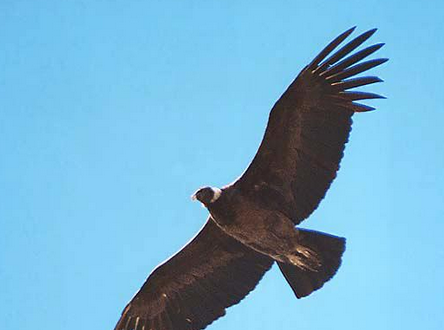 世界上寿命最长的鸟：安第斯神鹰