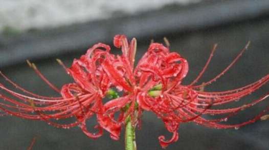 花语-世界上花语最黑暗的花，茶靡花末路之美象征无法挽回的爱情