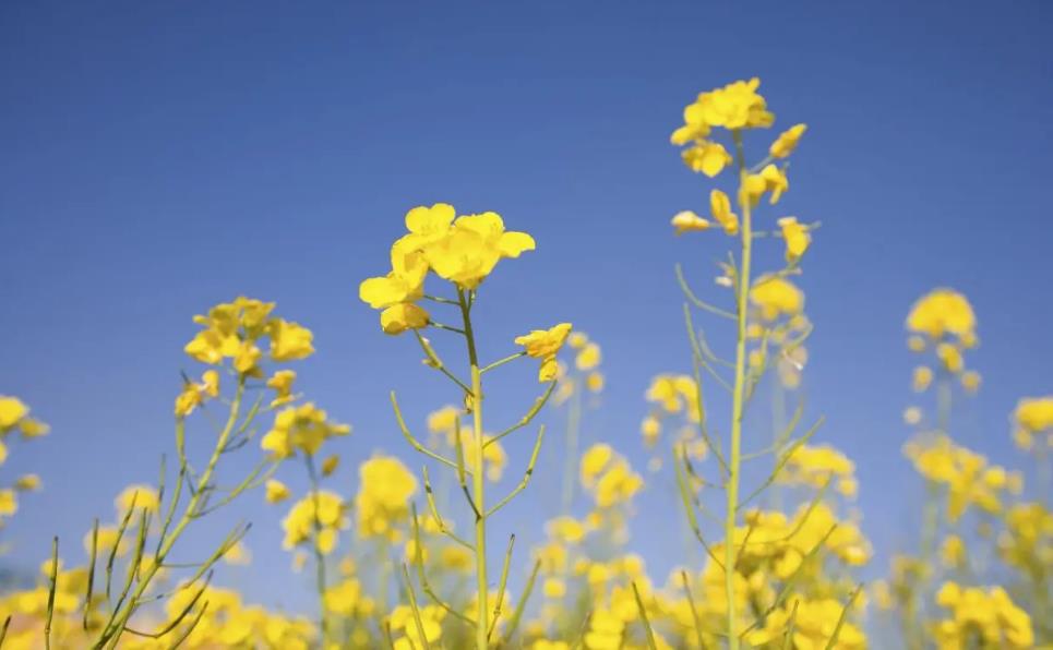 油菜-油菜花哪里看最有名