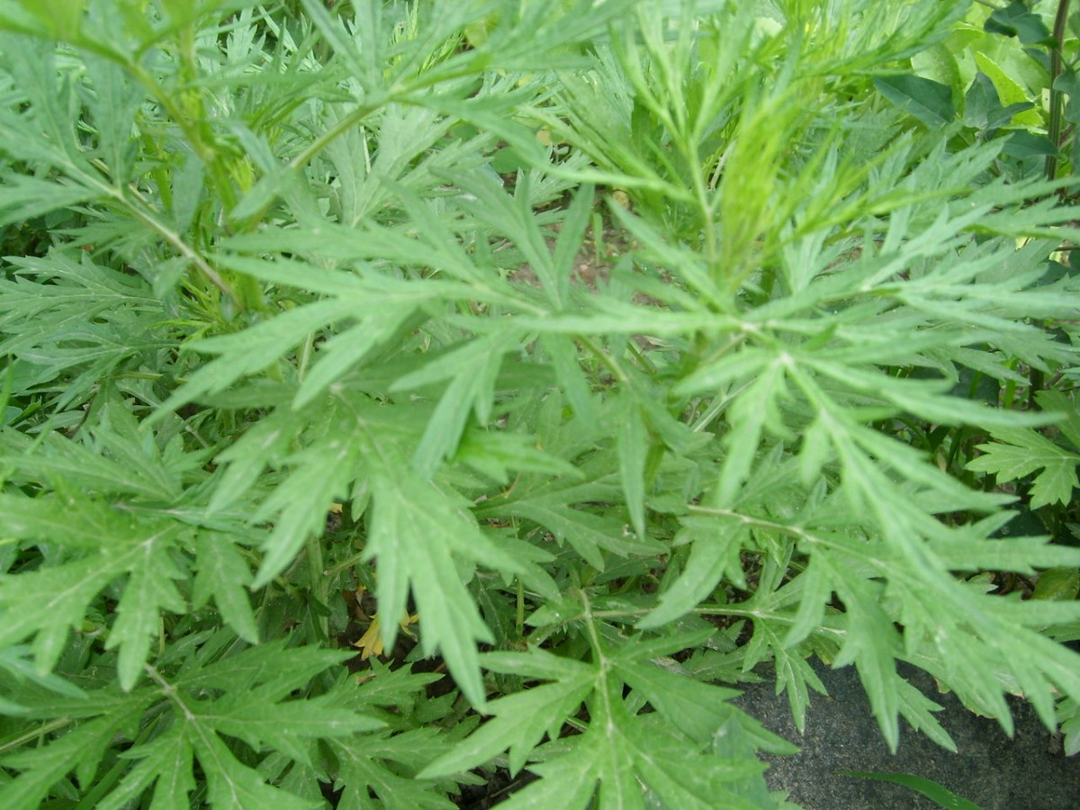 荐读-蒌蒿怎么读，荐读参考简介