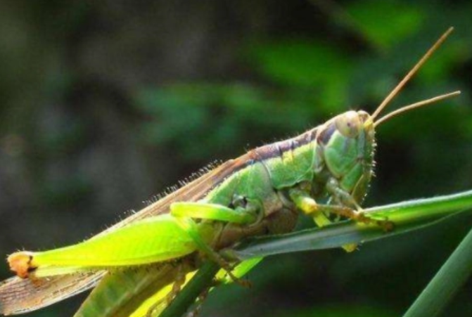 蝗虫-蝗虫和蚂蚱的区别