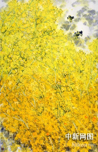 油菜-油菜花香，资料解析