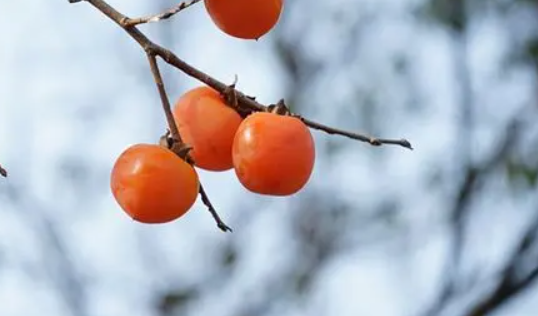 柿子-吃柿子不能吃什么食物