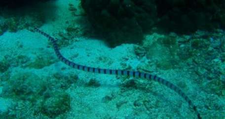 海蛇-世界上最毒的蛇排名 它们的毒性又有多强烈