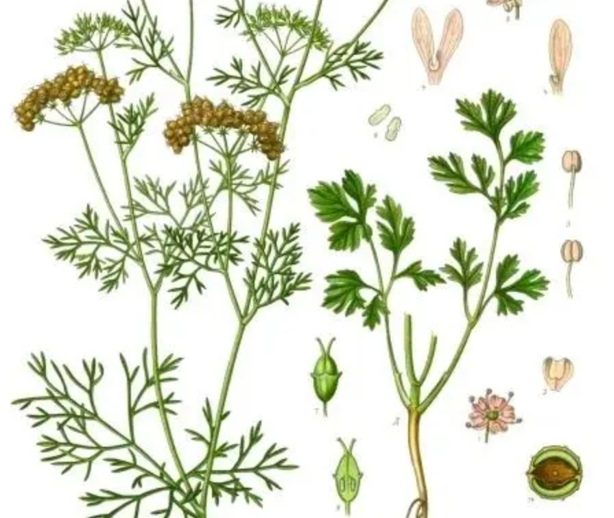 民间野菜大全，春天