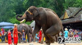 大象-老挝为什么被称为“万象之邦” 大象成为最得力帮手