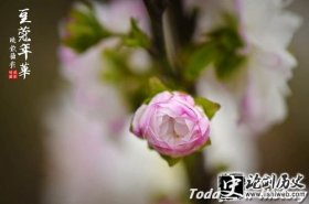 豆蔻-古人为何将13岁妙龄称为豆蔻年华 豆蔻是什么