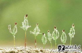 月季-古人对十二个月份的诗意称呼