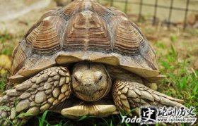 乌龟-“王八”为何成为乌龟的别称 “王八”是骂人的话吗