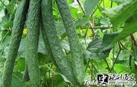 石勒-“黄瓜”名称由来是什么 竟还有如此典故